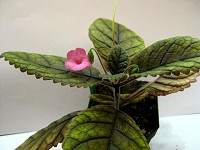 Sinningia 'Yma' Sinningia 'Yma'